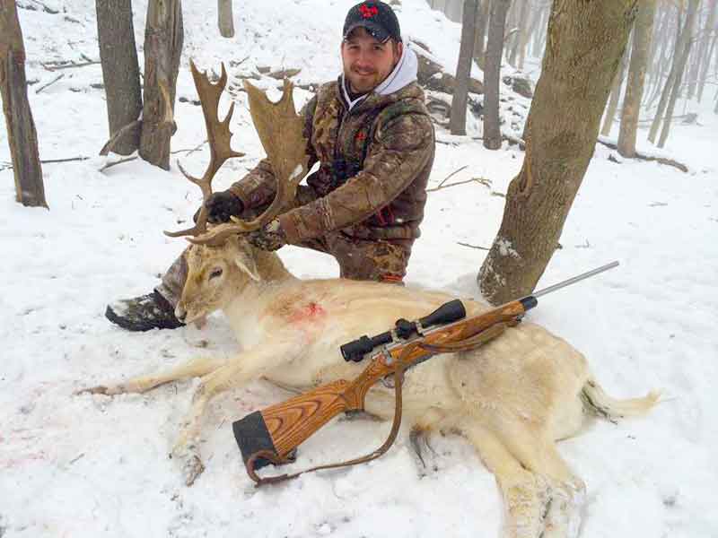 Trophy Fallow Deer Hunting