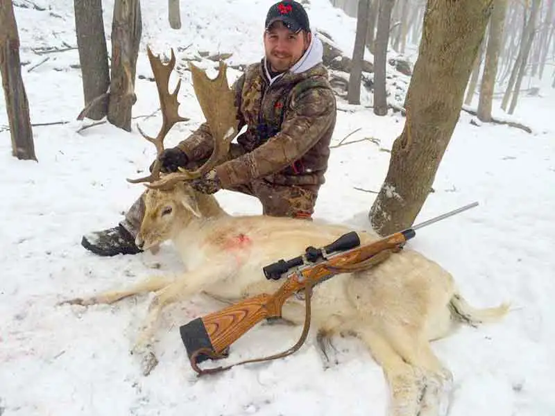 Trophy Fallow Deer Huntinge