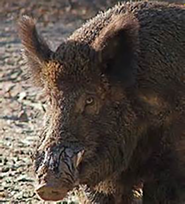 Feral Boar