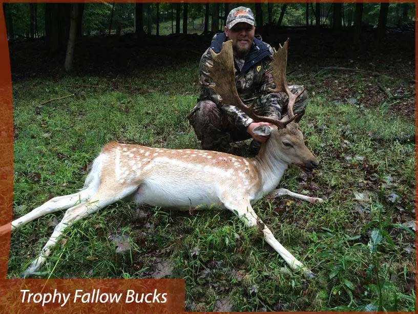 Hunting for Trophy Fallow Deer Buck in Pennsylvania