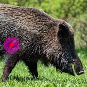 Russian Boar Hunting in Pennsylvania at it's best!
