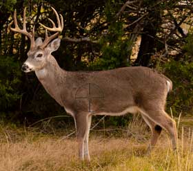 Whitetail Deer Kill Shot